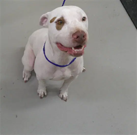Patch - Terrier