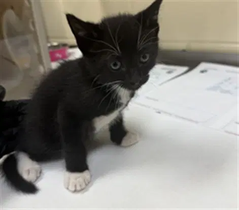 Luke - Domestic Short Hair