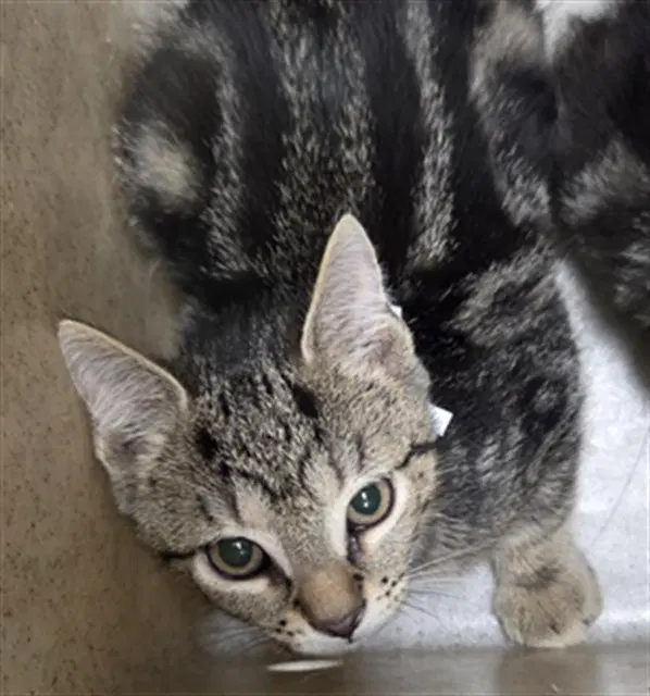 Burton - Domestic Short Hair