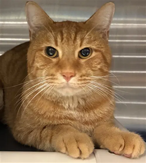 Silo - Domestic Short Hair