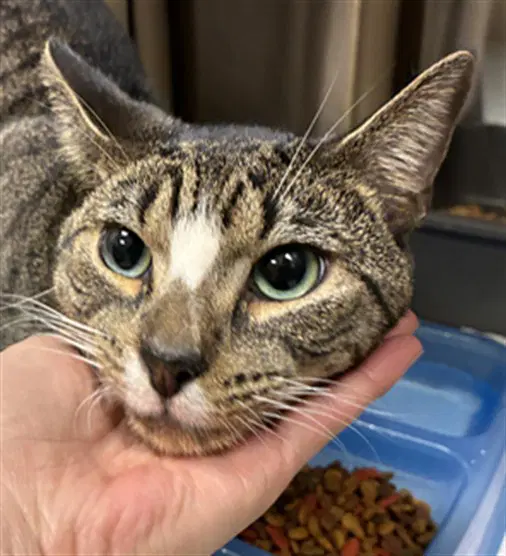 Blu Sky - Domestic Short Hair