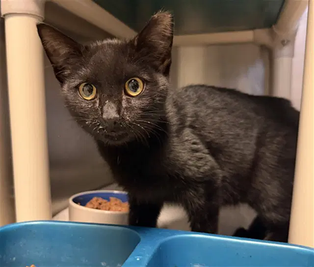 Spider Man - Domestic Short Hair