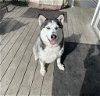 adoptable Dog in  named Dakota