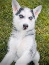 adoptable Dog in , IL named Joan Jett
