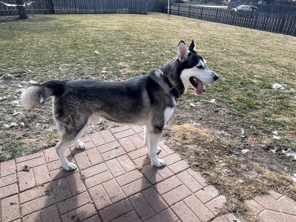 adoptable Dog in Crystal Lake, IL named Hugh