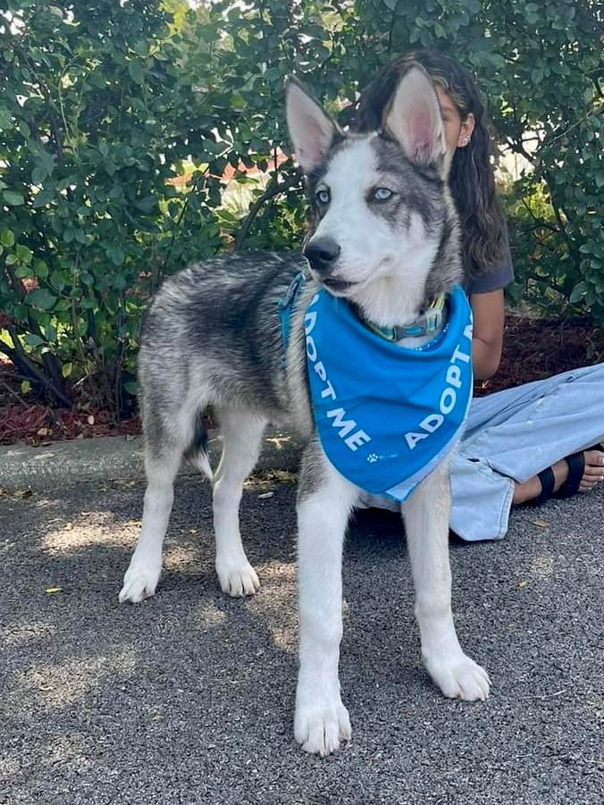 adoptable Dog in Crystal Lake, IL named Freddie Mercury