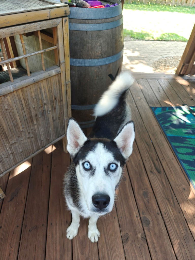 adoptable Dog in Crystal Lake, IL named Axel