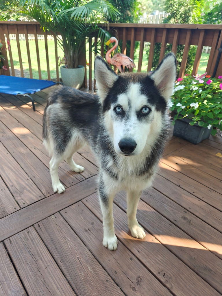 adoptable Dog in Crystal Lake, IL named Anubis