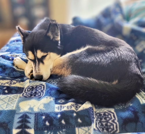 picture of the dog needing adoption