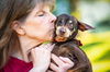 adoptable Dog in  named Pebblez â Sweet Little Princess