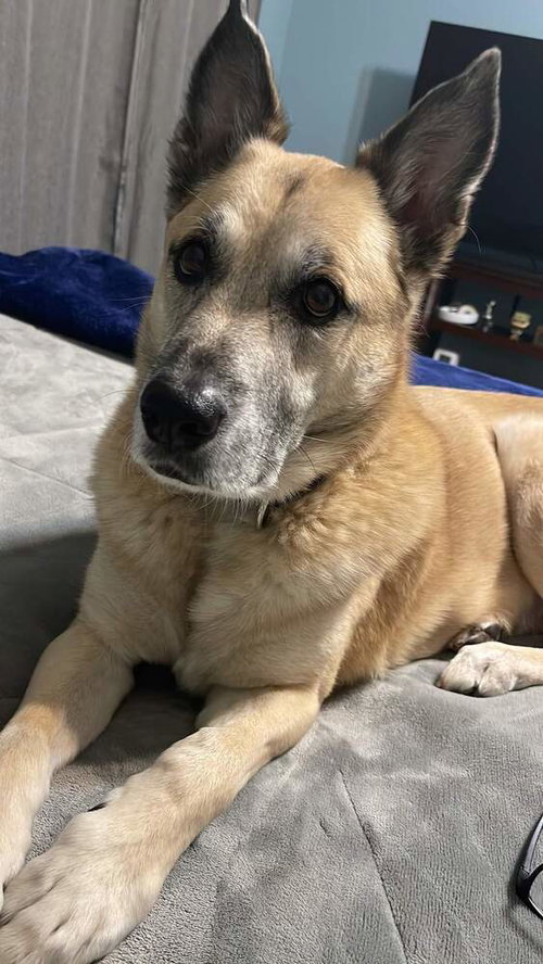 SARGE  Â TENNIS PRO - German Shepherd Dog / Belgian Shepherd Malinois available for adoption