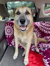 Sarge  â Tennis Pro - Photo 4