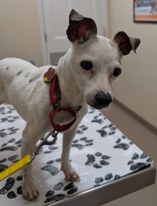 picture of the dog needing adoption