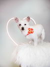 adoptable Dog in  named Sweet Pea