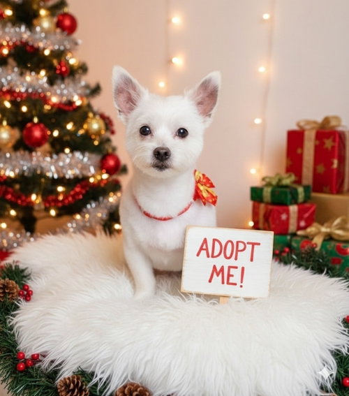 picture of the dog needing adoption