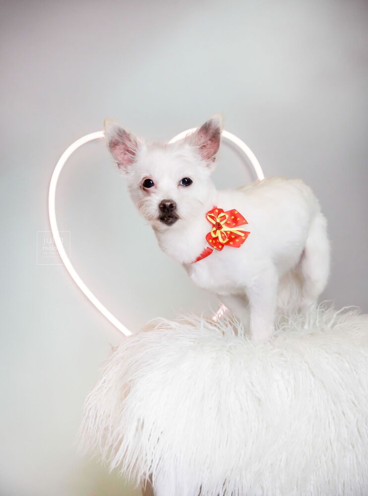 Sweet Pea