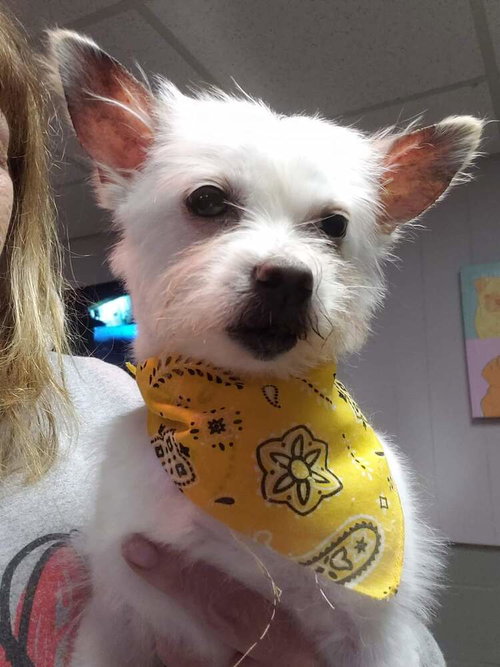 SWEET PEA - Chihuahua / Yorkshire Terrier Yorkie available for adoption