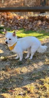 Sweet Pea - Photo 4