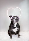 adoptable Dog in  named Trina