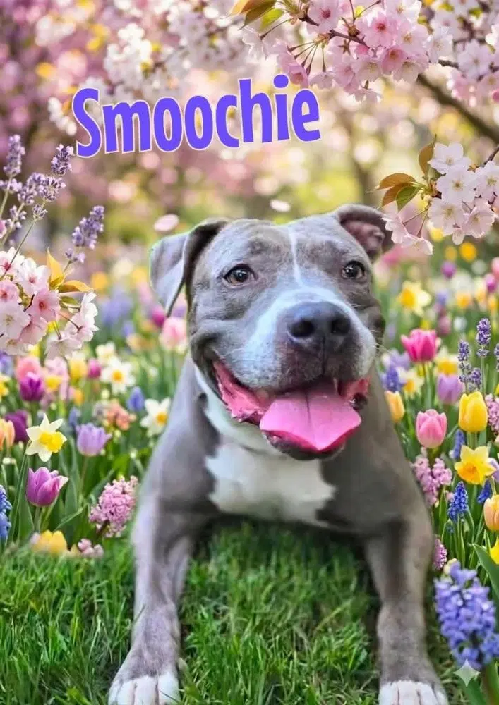 Smoochie - Lifetime Expenses Covered - Pit Bull Terrier