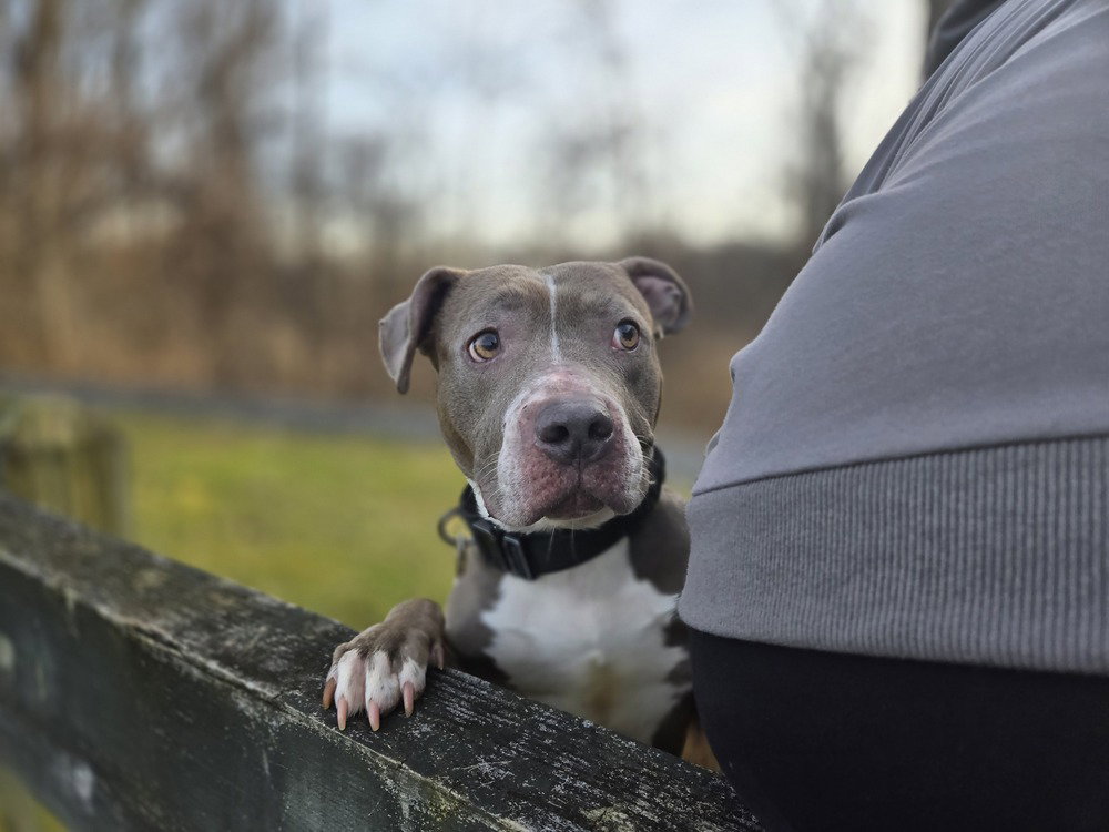 Dog for Adoption Smoochie, a Pit Bull Terrier in Goshen, NY Alpha Paw