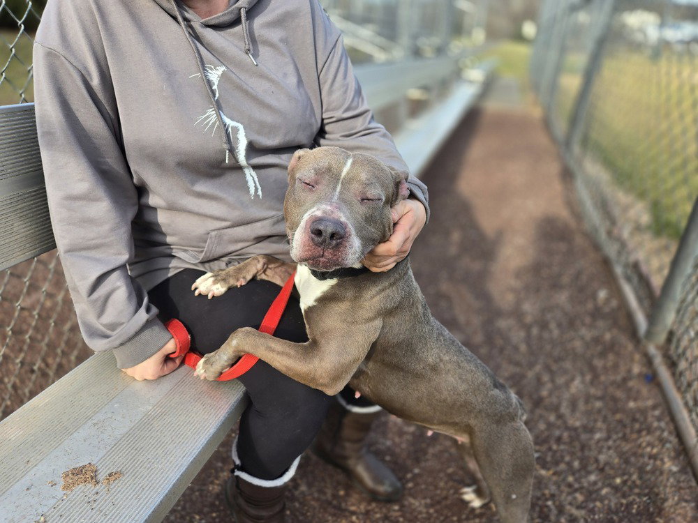 Dog for Adoption Smoochie, a Pit Bull Terrier in Goshen, NY Alpha Paw