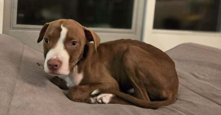 adoptable Dog in Caldwell, NJ named Phoenix