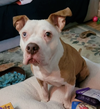 adoptable Dog in  named Louie