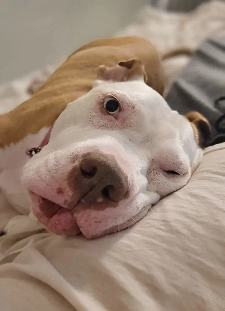 Louie image 4