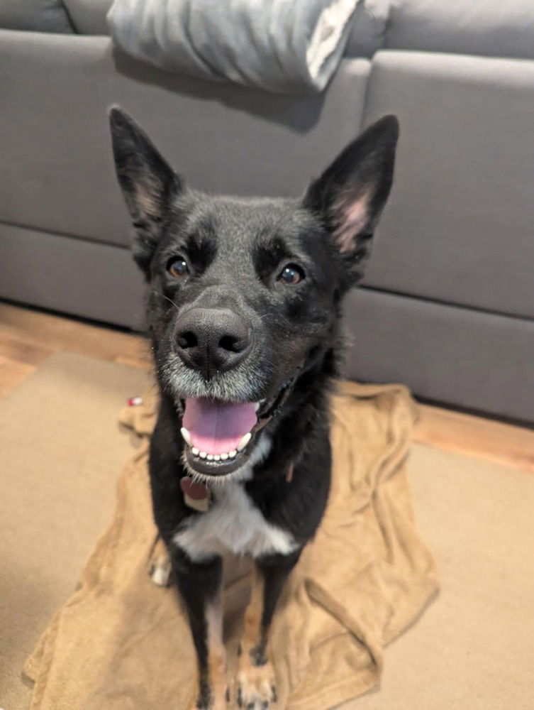 adoptable Dog in Caldwell, NJ named Pelusa