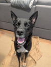adoptable Dog in  named Pelusa
