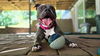 adoptable Dog in  named Harley