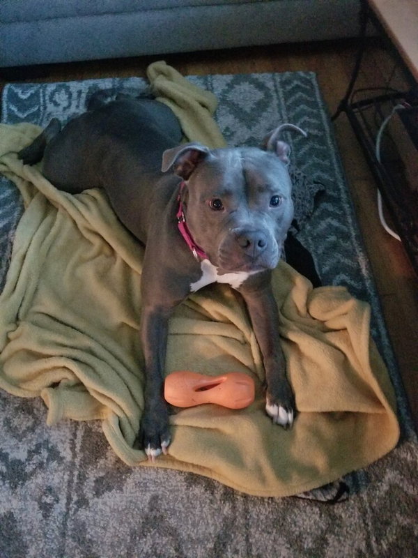 Harley