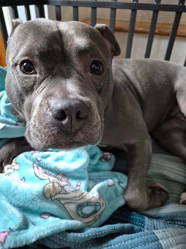 Harley
