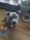 Harley - Photo 3