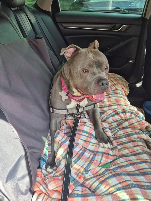 Harley FOSTER OR ADOPT photo 3