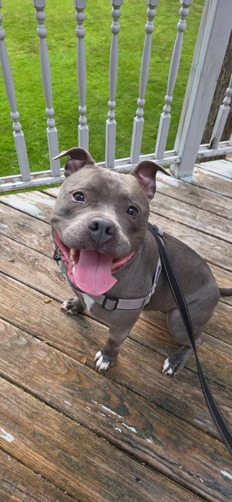 Harley FOSTER OR ADOPT