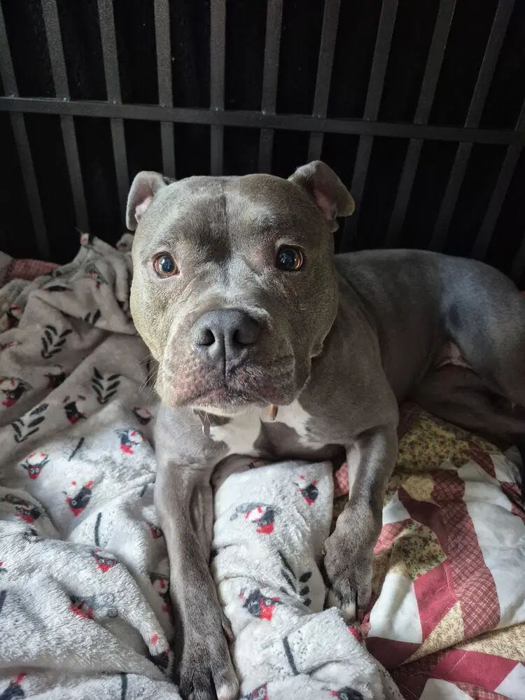 Harley Foster Or Adopt image 3