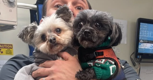picture of the dog needing adoption