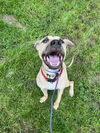 adoptable Dog in  named Bobby