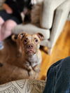 adoptable Dog in  named Oscar