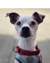 adoptable Dog in  named Bee Bee
