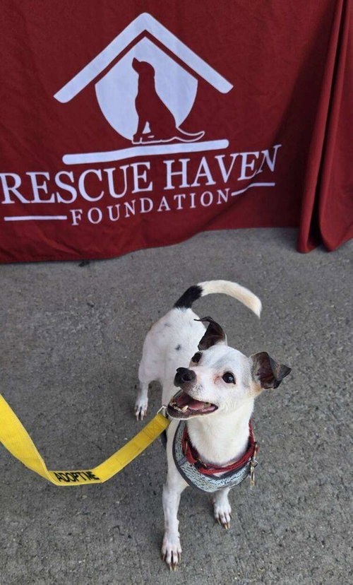 BEE BEE - Jack Russell Terrier / Chihuahua available for adoption