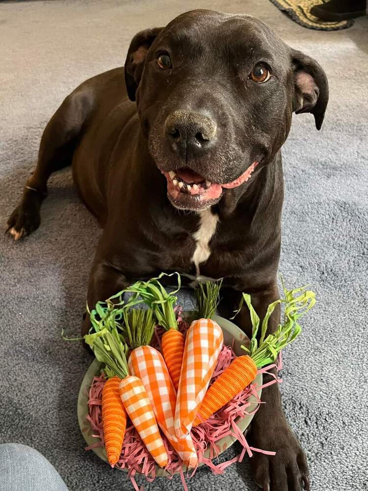 adoptable Dog in Caldwell, NJ named Chyna -