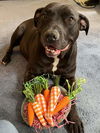 adoptable Dog in  named Chyna -