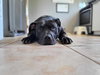 Chyna - - Photo 3