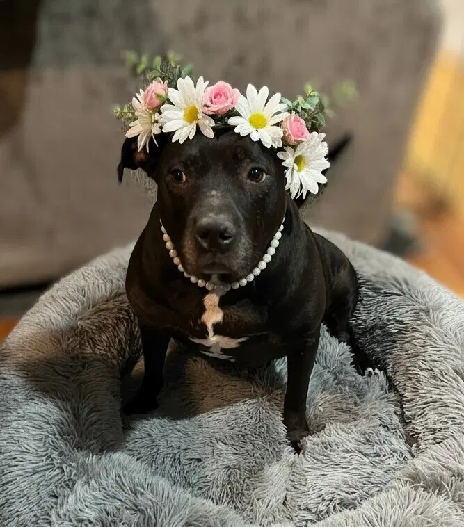 Chyna - - American Pit Bull Terrier