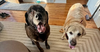 adoptable Dog in , NJ named Chewy & Brody - Bonded Seniors