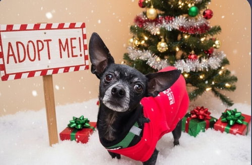 picture of the dog needing adoption
