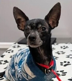 picture of the dog needing adoption